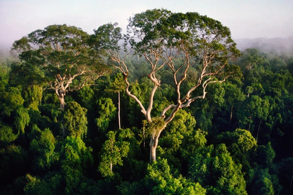 sustenatiblitate pentru paduri